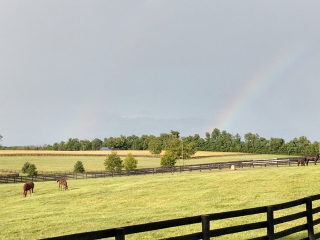 Rainbow over broodmare fields